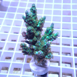 Acropora tenuis Indo. (Réf. 0-30)