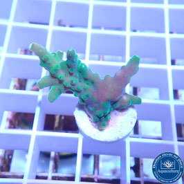 Acropora AS solytariensis plateau (Réf. 5-32)