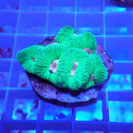 Favia bicolore (10)