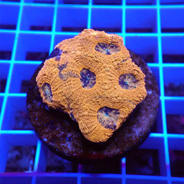 Acanthastrea echinata Ultra (Réf. AEU-23)