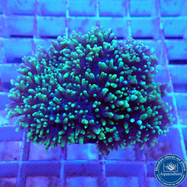 Discosoma / Mushroom Assortis