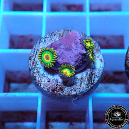 Zoanthus Rasta (Réf. ZOA-04)