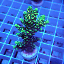Acropora tenuis Indo. (Réf. 2-10)