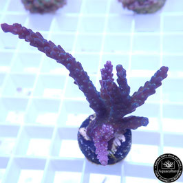 Acropora valida violet Indo. (Réf. 3-37)