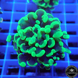 Euphyllia parancora vert fluo (Réf. EU-16)