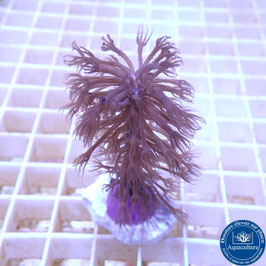 Gorgone symbiotique Rumphella (grosses branches) (3)
