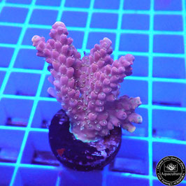 Acropora microclados Indo. (Réf. 0-46)