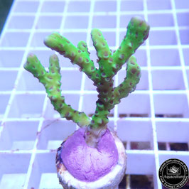 Anacropora Green Goblin (2)
