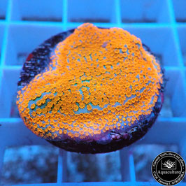 Montipora Rainbow (6)