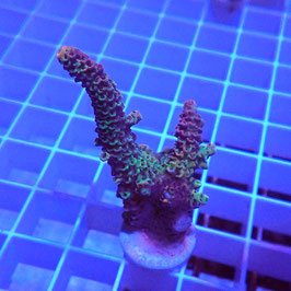 Acropora millepora Indo. (Réf. 2-19)