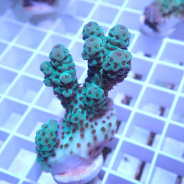 Acropora sarmentosa Australie (Réf. 2-35)
