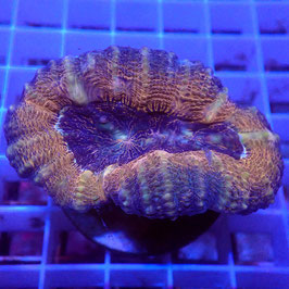 Lobophyllia Tricolore (L-03)