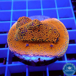 Montipora Rainbow encroûtant