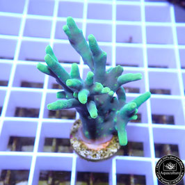 Acropora caroliniana (Réf. 1-10)