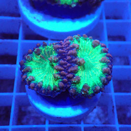 Blastomussa wellsi Ultra (3)