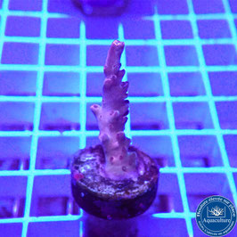 Acropora AS microclados Indo. (Réf. 0-24)