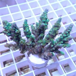 Acropora tenuis Indo. (Réf. 0-29)