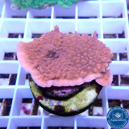Montipora plateau rouge