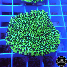 Montipora spongodes (2)