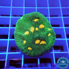 Mycedium robokaki Space Invaders