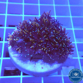 Galaxea fascicularis Gold