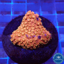 Cyphastrea Magma