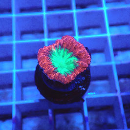 Blastomussa wellsi Ultra (2)