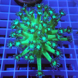 Goniopora Galaxy Ultra (7)