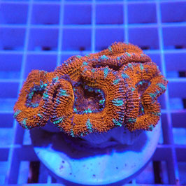 Acanthastrea lordhowensis (Réf. AL-17)