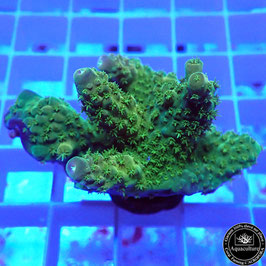 Acropora humilis (Réf. 1-23)