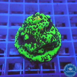 Montipora encroûtant AS Ghostbuster