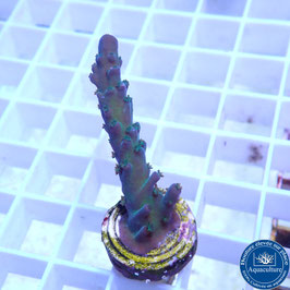 Acropora austera (Réf. 3-18)
