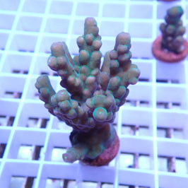Acropora granulosa polypes verts (Réf. 0-41)