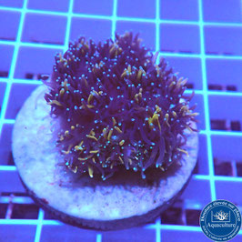 Galaxea fascicularis Gold (3)
