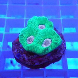 Favia bicolore (9)