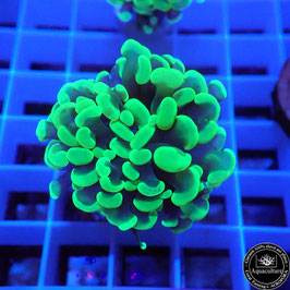 Euphyllia parancora vert fluo (Réf. EU-17)