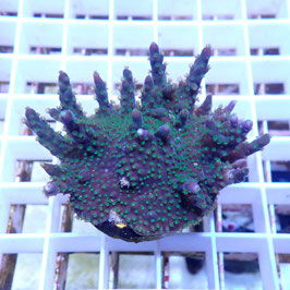 Acropora Sp. Indo. (Réf. 3-07)
