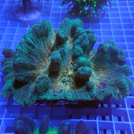 Pectinia bicolore Premium (2)