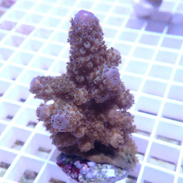 Acropora humilis bleu Indo. (Réf. 0-35)