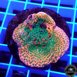 Montipora Tropic Thunder