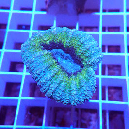 Lobophyllia Tricolore (Réf. L-06)