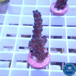 Acropora "Blueberry Mint" (Réf. 4-10)