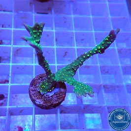Montipora hirsuta polypes fluos (3)
