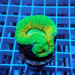 Lobophyllia Ultra (Réf. L-03)