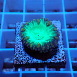 Blastomussa wellsi