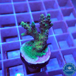 Acropora AS tabulaire Australie (Réf. 2-22)