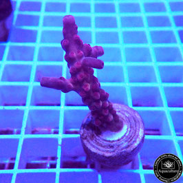 Acropora Crimson King (Réf. 0-02)