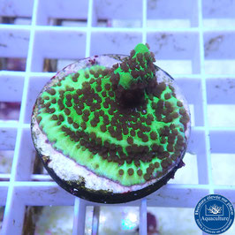 Montipora spongodes (3)