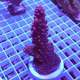 Acropora Red abrotanoides (Réf. 2-00)