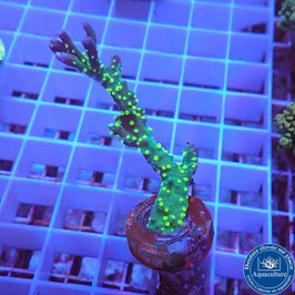 Montipora hirsuta polypes fluos (4)